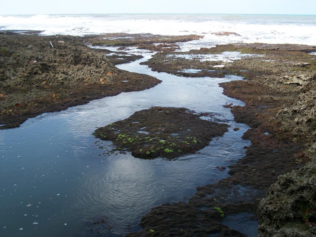 Piscina Natural On The Sea Cahuita Extérieur photo