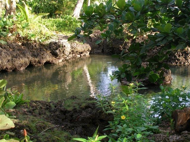 Piscina Natural On The Sea Cahuita Extérieur photo